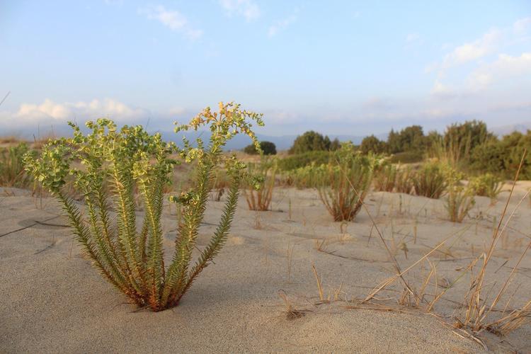 如何正确发音“梭梭树”：探索植物名称的起源与奥秘