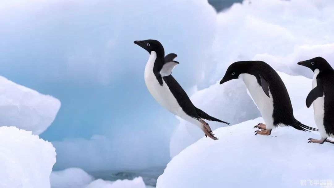 企鹅探险之旅：揭秘冰雪中的恒温生物世界