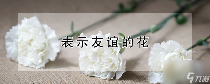 探寻友谊象征：这些花儿代表深厚友情