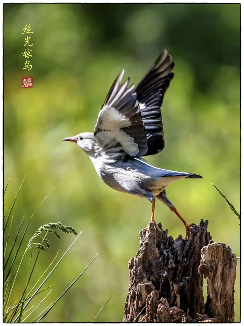 探寻林间晨曦中的翩翩舞者：惊鸟之美